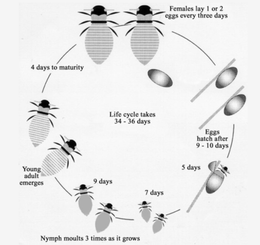 The diagram below shows the life cycle of the honey bee. Write a report for a university lecturer describing the information shown below
