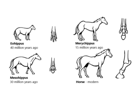 The diagrams below show the development of the horse over a period of 40 million years