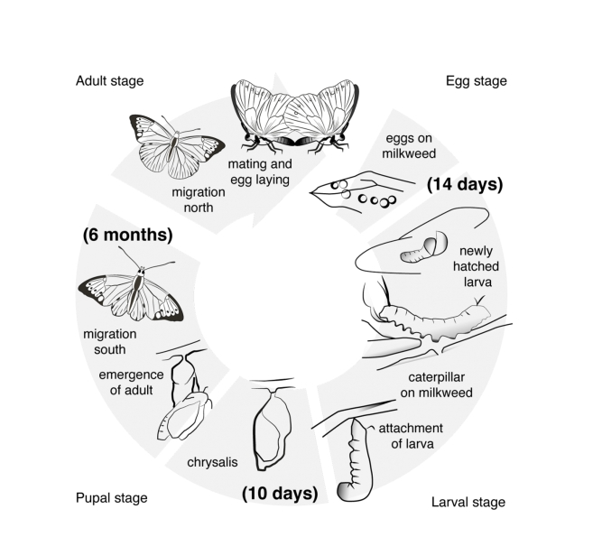 The diagram shows the life cycle of a monarch butterfly.