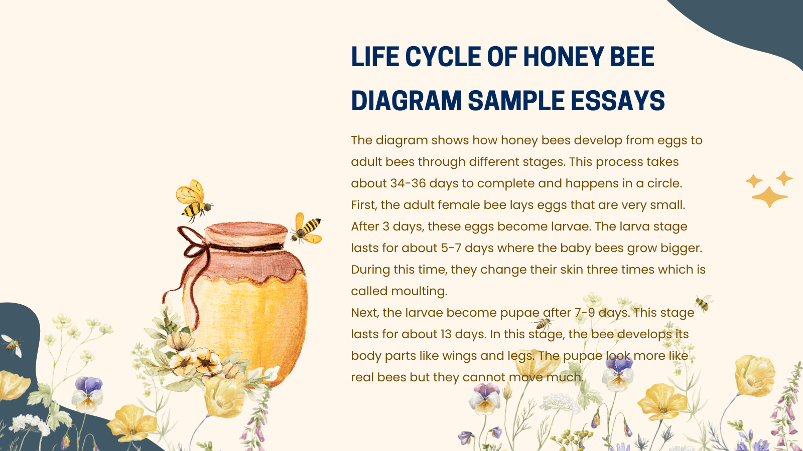 Life Cycle of Honey Bee Diagram Sample Essays