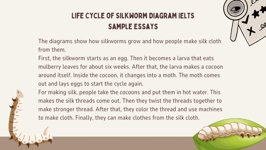 Life Cycle of Silkworm Diagram IELTS Writing Task 1 Guide