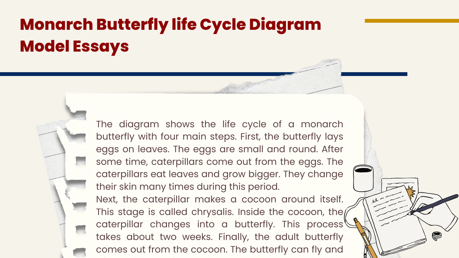 Monarch Butterfly Life Cycle Diagram Model Essays